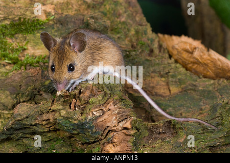 Wood Mouse Apodemus sylvaticus on log looking alert with big eyes and long tail potton bedfordshire Stock Photo