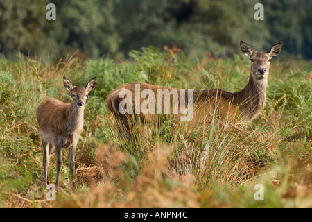 Red Deer hind and calf Cervus elaphus standing looking alert in bracked richmond park london Stock Photo