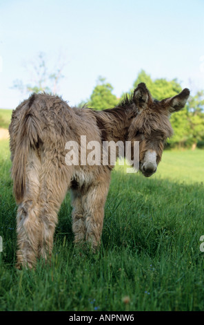 donkey - standing on meadow Stock Photo