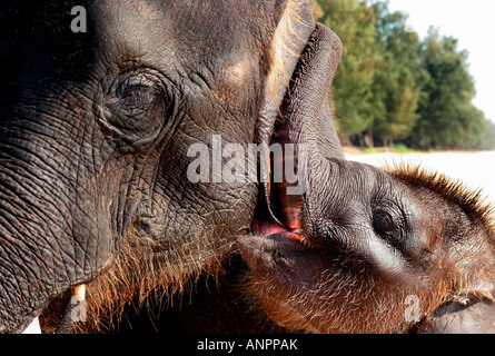 A baby elephant snuggles up to his brother on the beach in Phuket Thailand By Louisa Butler Stock Photo