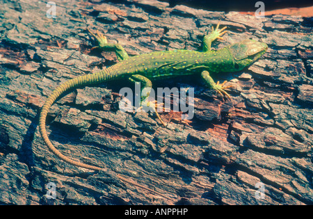 Ocellated Lizard, Timon lepidus. Young sunbathing on bark Stock Photo