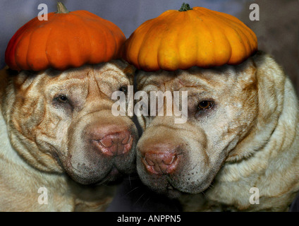 two Shar Peis with pumpkin on head Stock Photo