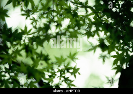 Blurred green acer leaves Stock Photo