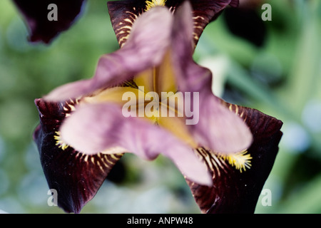 Bearded Iris 'Magic Man' Stock Photo