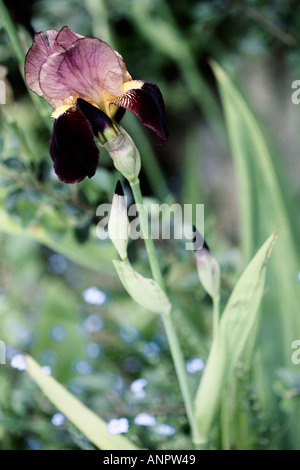 Single bearded Iris 'Magic Man' Stock Photo