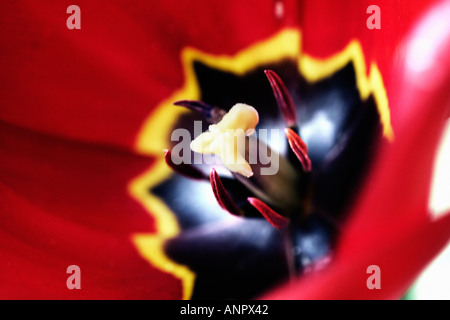 close up of a red tulip Stock Photo