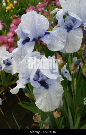Iris, Iridaceae, architectural, flower, delicate, petals, blue, and, yellow, purple, sunshine, bearded, classic, beautiful, eleg Stock Photo