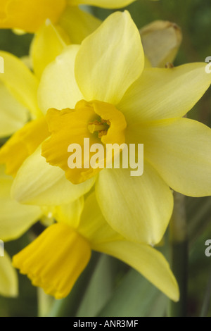 Narcissus 'Eaton Song' AGM Division 12 Miscellaneous. Close up of yellow daffodil. Stock Photo