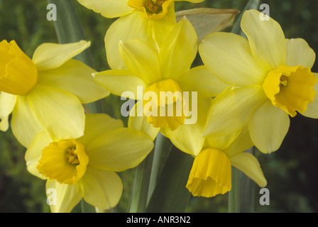 Narcissus 'Eaton Song' AGM Division 12 Miscellaneous. Group of yellow daffodils. Stock Photo