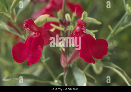 Salvia 'Caramba' (Sage) Close up of two red flowers in front of green leaves with creamy yellow variegation. Stock Photo