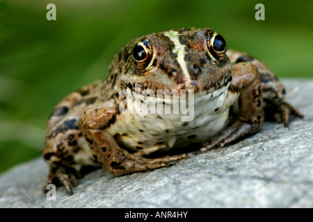 Marsh frog, Rana Ridibunda, sitting on rock Stock Photo