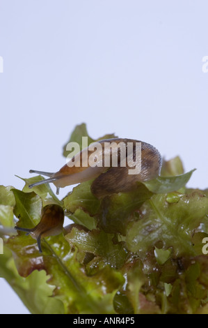 Slug on lettuce leaf Stock Photo