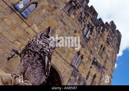 An owl in front of part of Alnwick castle which was used in the Harry Potter movies. Northumberland England UK Stock Photo