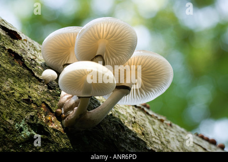 Porcelain fungus Oudemansiella mucida growing on fallen Beech tree the Comb Ashridge Bedfordshire Stock Photo