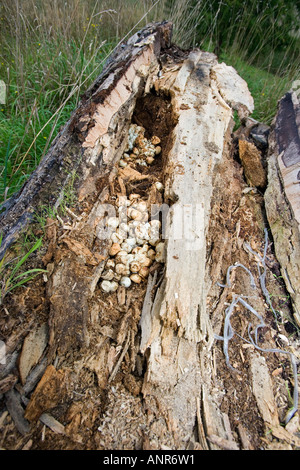 Grass Snake or Ringed Snake Natrix natrix eggs and skins in rotton Beech log Potton Bedfordshire Stock Photo