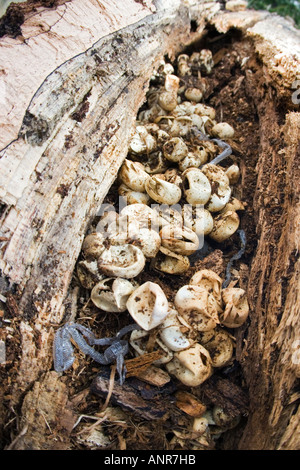 Grass Snake Natrix natrix eggs laid in rotten Beech log Potton Bedfordshire Stock Photo