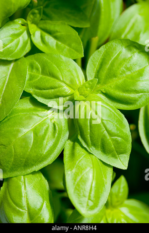 COMMON NAME Basil LATIN NAME Ocimum basilicum Stock Photo Alamy