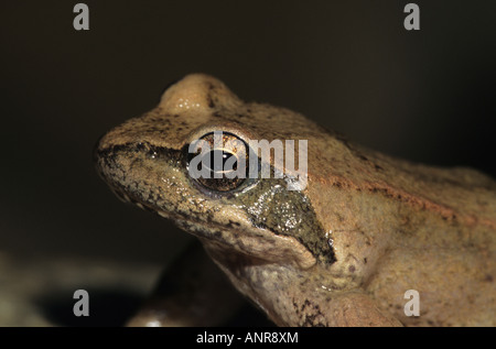 Italian Stream Frog (Rana italica), close up of head Stock Photo