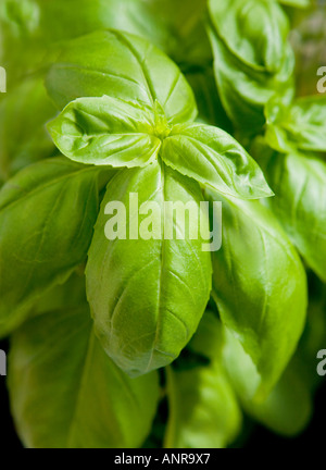 COMMON NAME Basil LATIN NAME Ocimum basilicum Stock