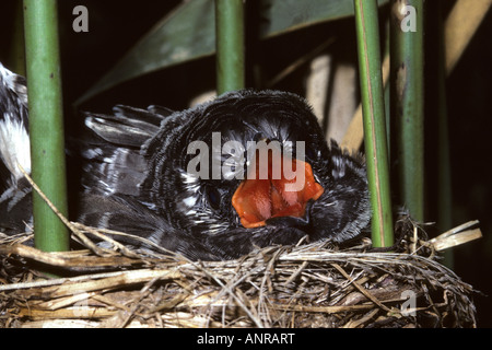 Young Cuckoo (Cuculus canorus) in nest of Great Reed Warbler (Acrocephalus arundinaceus), Rieti, central Italy Stock Photo