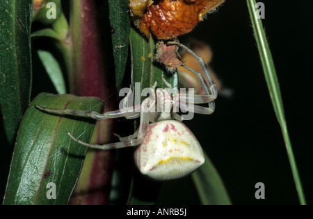 Female Crab Spider (Misumena vatia) on Digitalis sp. ferruginea Stock Photo