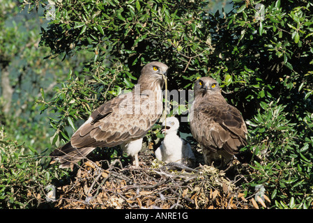 Male and female Short-toed Eagles (Circaetus gallicus), at nest with snake for young Stock Photo
