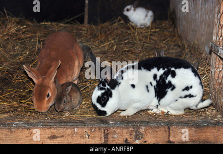 Different Breeds Of Rabbits In A Hutch.Pictured Are Two Adult With Their Young. Stock Photo