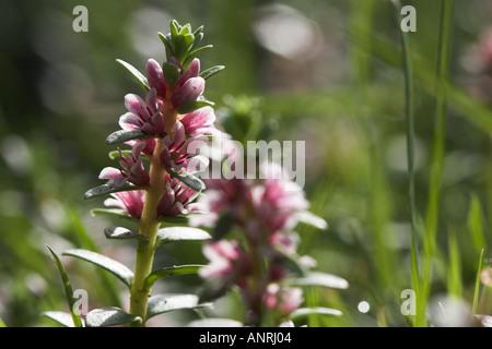 SEA MILKWORT in flower Glaux maritima Stock Photo