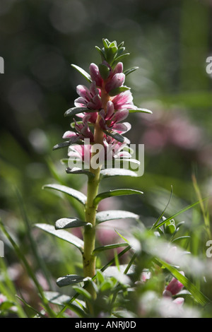 SEA MILKWORT in flower Glaux maritima Stock Photo