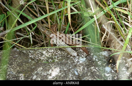 Common or Viviparous lizard sunbathing on a rock in September 2005 essex england Stock Photo