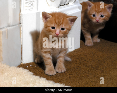 Two Ginger Kittens Three Weeks Old Stock Photo