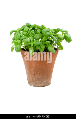 Common name Basil LATIN NAME Ocimum basilicum Stock Photo