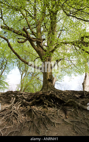 COMMON NAME: BeechTree LATIN NAME: Fagus sylvatica Stock Photo