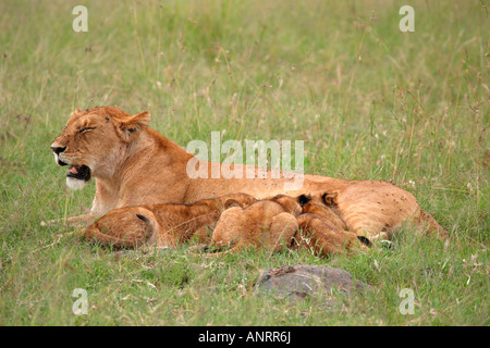 Lioness Laying Down With Three Cubs Suckling Panthera Leo Masai Mara Kenya, Africa Stock Photo