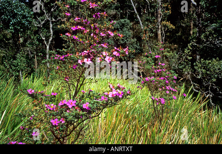 Wild flowers at Horton Plains National Park and World’s End in the Hill ...