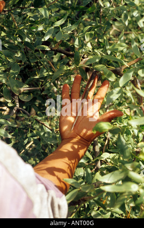 A Vinal (Prosopis ruscifolia) thorn Stock Photo