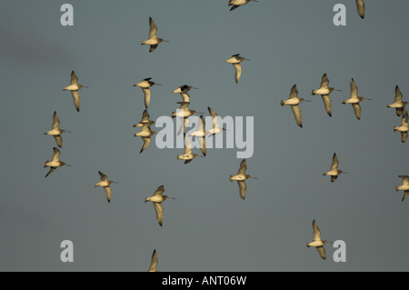 A flock of Bar Tailed Godwit; Limosa lapponica and Red Knott, Calidris ...