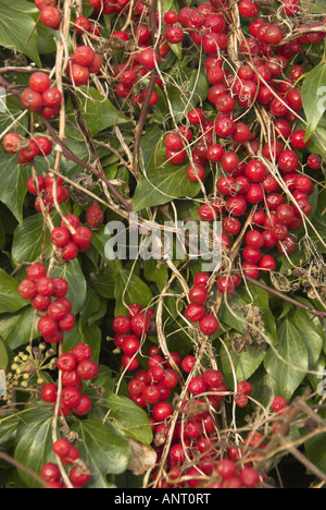 Black bryony tamus communis berries left on stems in winter Norfolk England December Stock Photo