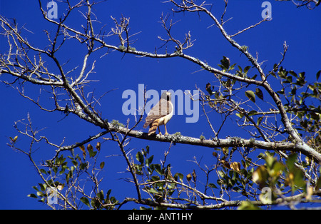 Roadside Hawk (Buteo magnirostris) Stock Photo