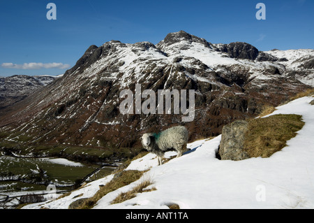 Herdwick sheep on mountainside with Langdale Pikes in background from Side Pike English Lake District Stock Photo