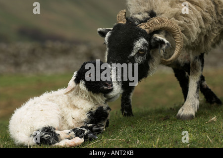 Swaledale ewe with newborn twin lambs in field Stock Photo
