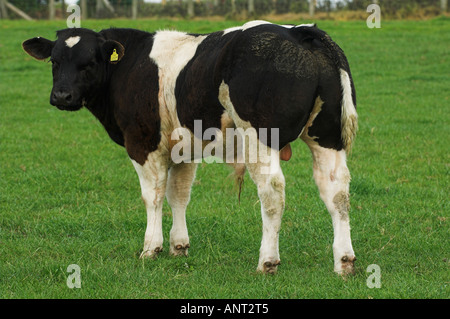 Belgian Blue bull calf in field Stock Photo