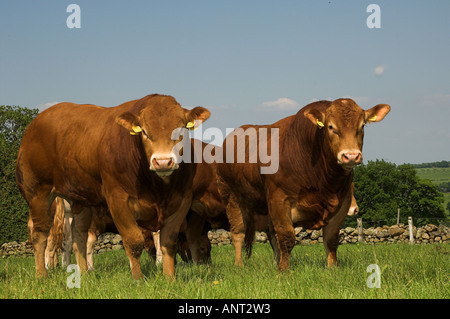Group of young Limousin pedigree bulls in field on summers day Stock Photo