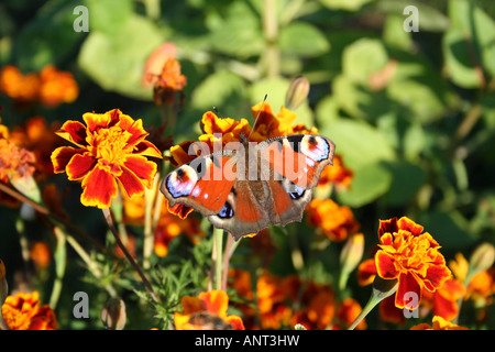 Nymphalis io butterfly over the targetes flower Stock Photo