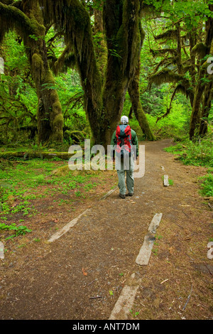 Hiker in Hoh Rainforest Stock Photo