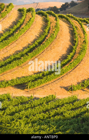 contoured grape vines in a vineyard on a hillside Santa Ynez Valley near Santa Barbara California Stock Photo