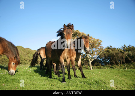 small herd of exmoor ponies with one main pony looking face on, high resolution on a summers day, taken in the Valley of Rocks, Stock Photo