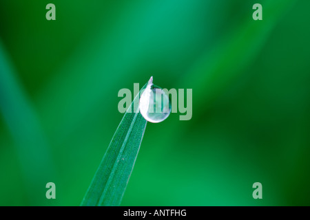 Raindrop on a blade of grass Stock Photo
