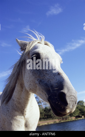 An image of a grey New Forest Pony taken at Hachett Pond, near Beaulieu in the New Forest National Park, Hampshire, UK. Stock Photo