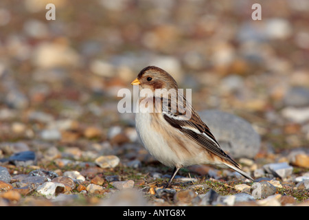 Snow Bunting Plectrophenax nivalis standing on shingle beach looking alert salthouse north norfolk Stock Photo